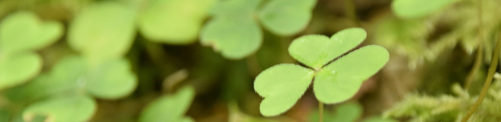 ST PATRICK'S DAY SALE
