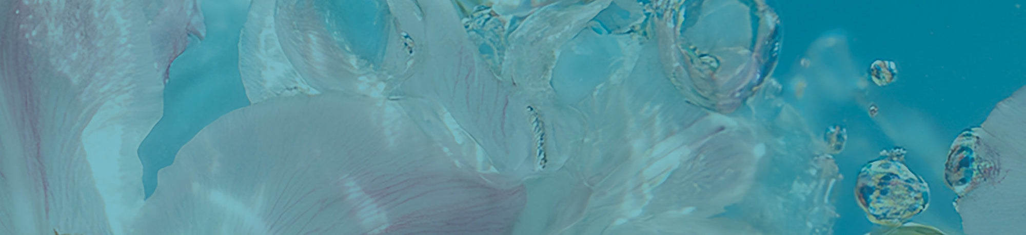 Velvet Muse Fragrance